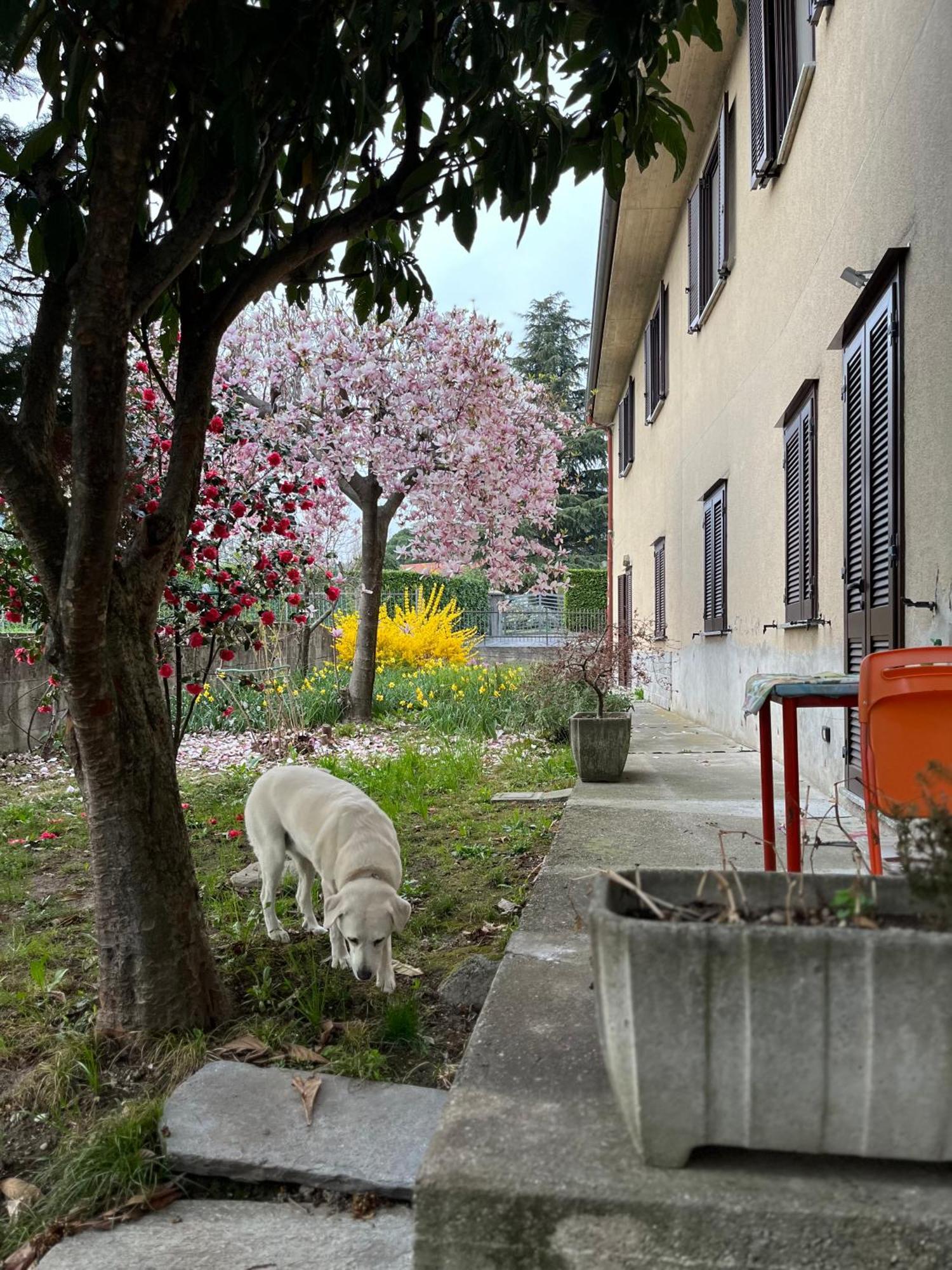 Il Cortile Como Single & Double Room In Apartment No Hotel Luaran gambar